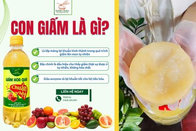 ❓ CON GIẤM LÀ GÌ?